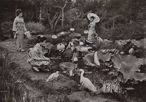 In a Lotus Garden (b/w photo) بواسطة هربرت بونتينج
