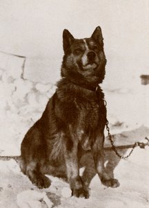 كريسرافيتسا ، c19101913 ، 1913 بواسطة هربرت بونتينج