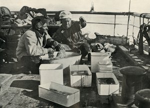 ليلي والدكتور ليفيك يقومان بفرز صيد الجر ، c19101913 ، 1913 بواسطة هربرت بونتينج