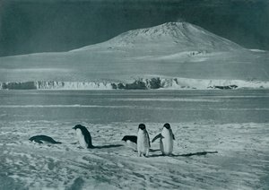 جبل إريبوس ، c1911 ، 1913 بواسطة هربرت بونتينج