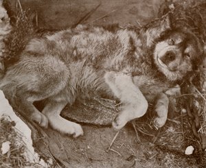 Stareek Malingering ، c19101913 ، 1913 بواسطة هربرت بونتينج