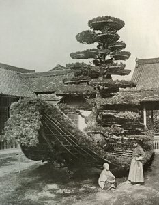 The Pine-Tree Junk في Kinkakuji ، 1910. بواسطة هربرت بونتينج