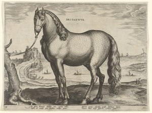 حصان من بريتاني (بريتانوس) Britannvs (العنوان على الكائن) سلالات الخيول من الاسطبلات الملكية في النمسا دون جوان (عنوان السلسلة) Equile Ioannis Austriaci Caroli (عنوان المسلسل) بواسطة جان فان دير سترايت