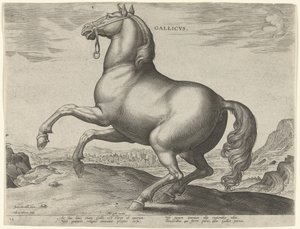 حصان من فرنسا (جاليكوس) Gallicvs (العنوان على الكائن) سلالات الخيول من الاسطبلات الملكية لنمسا دون جوان (عنوان السلسلة) Equile Ioannis Austriaci Caroli (عنوان المسلسل) بواسطة جان فان دير سترايت