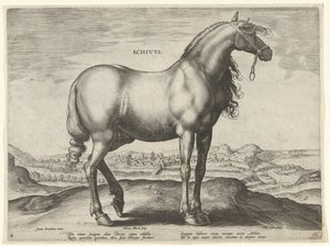 حصان من اليونان (Achivus) Achivvs (العنوان على الكائن) سلالات الخيول من الاسطبلات الملكية لنمسا دون جوان (عنوان السلسلة) Equile Ioannis Austriaci Caroli (عنوان المسلسل) بواسطة جان فان دير سترايت