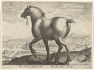 حصان من ولاية سكسونيا ساكسو (العنوان على الكائن) سلالات الخيول من الاسطبلات الملكية لنمسا دون جوان (عنوان السلسلة) Equile Ioannis Austriaci Caroli (عنوان المسلسل)
