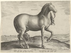 حصان من صقلية (سيكولوس) Sicvlvs (العنوان على الكائن) سلالات الخيول من الاسطبلات الملكية في النمسا دون جوان (عنوان السلسلة) Equile Ioannis Austriaci Caroli (عنوان المسلسل)