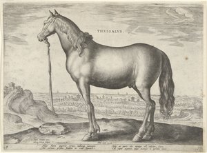 حصان من ثيساليا (ثيسالوس) Thessalvs (العنوان على الكائن) سلالات الخيول من الاسطبلات الملكية في النمسا دون جوان (عنوان السلسلة) Equile Ioannis Austriaci Caroli (عنوان المسلسل)