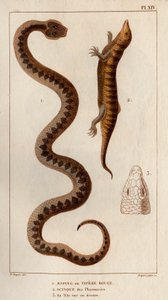 Aesping أو Red Vipere ، Skink من الصيدليات ، ورأسه مرئي أعلاه ". Fauna des Mdecins أو تاريخ الحيوانات ومنتجاتها بواسطة Hippolyte Cloquet "- المجلد 6 - 1825. بواسطة هيبوليت كلوكيه