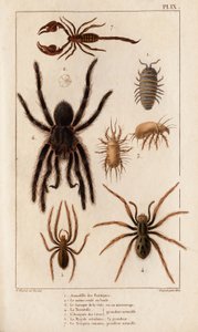 Amardille من المتاجر ، و Sascopte من الجرب ، و Tarantula ، و Araignee of scaves ، و Mygale ، و Scorpio.