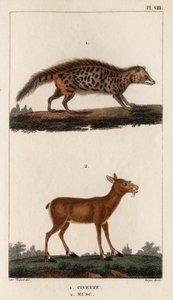 الزباد والمسك. "Fauna des Médecins or History of Animals and Products by Hippolyte Cloquet" - Volume 6 - 1825. بواسطة هيبوليت كلوكيه