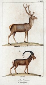 الغزلان والوعل الشائع "." Fauna des Médecins أو تاريخ الحيوانات ومنتجاتها بواسطة Hippolyte Cloquet "- المجلد 6 - 1825.