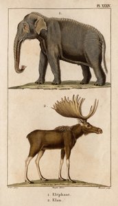 الفيل وإيلان. "Fauna des Médecins أو تاريخ الحيوانات ومنتجاتها بواسطة Hippolyte Cloquet" - المجلد 6 - 1825.