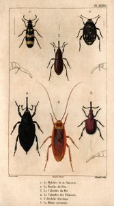 The Chicory Mylabra ، وسوسة البازلاء ، وشبكة القمح ، وشبكة النخيل ، و Hitch Bacchus ، والصرصور الشرقي في "" Fauna des Médecins ou histoire des animaux et de produits par Hippolyte Cloquet "- المجلد 6 - 1825. بواسطة هيبوليت كلوكيه