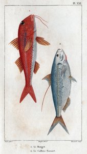 The Rouget و Caillou-Tassart (Caillou Tassart). في "" Fauna des Medecins أو تاريخ الحيوانات ومنتجاتها بواسطة Hippolyte Cloquet "- المجلد 6 - 1825. بواسطة هيبوليت كلوكيه