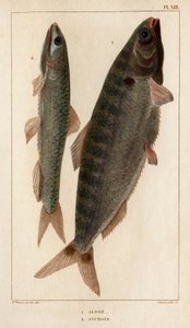 Shad and Anchovies. "" Fauna des Médecins أو History of Animals ومنتجاتها بواسطة Hippolyte Cloquet "- المجلد 6 - 1825. بواسطة هيبوليت كلوكيه
