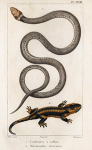 الأفعى ذات الأطواق ، السلمندر الأرضي. "Fauna des Médecins أو تاريخ الحيوانات ومنتجاتها بواسطة Hippolyte Cloquet" - المجلد 6 - 1825.