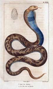 وشكل الشيوخ ، ورأسه ينظر أعلاه ". Fauna des Mdecins أو تاريخ الحيوانات ومنتجاتها بواسطة Hippolyte Cloquet "- المجلد 6 - 1825. بواسطة هيبوليت كلوكيه