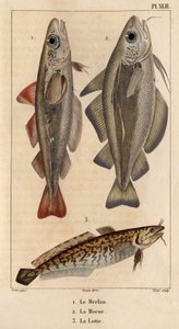 البياض وسمك القد والبربوت ". Fauna des Mdecins أو تاريخ الحيوانات ومنتجاتها بواسطة Hippolyte Cloquet "- المجلد 6 - 1825.