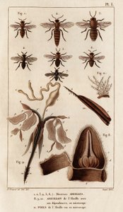نحل مختلف. "" Fauna des Médecins أو تاريخ الحيوانات ومنتجاتها بواسطة Hippolyte Cloquet "- المجلد 6 - 1825. بواسطة هيبوليت كلوكيه