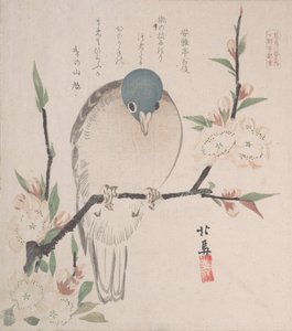 مجموعة مطر الربيع Harusame shu، vol. 3: حمامة الجبل وزهور الخوخ ، كاليفورنيا. 1820. ، كاليفورنيا. 1820. بواسطة هوكوبا