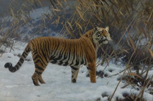 "Un tigre dans la neige" (نمر في الثلج) لوحة لهوجو أنجويتر (1869-1944) مجموعة خاصة 1912 بواسطة عاصفة هوغو