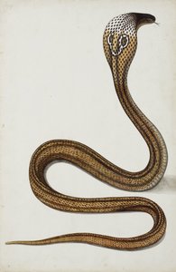 كوبرا (Maja tripudians) مع غطاء محرك السيارة ، 1785-89 (مرحاض غير شفاف على الورق) بواسطة المدرسة الهندية