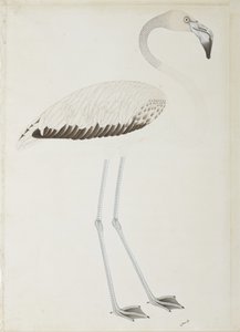 فلامنغو ، c.1780 (مرحاض غير شفاف على الورق) بواسطة المدرسة الهندية