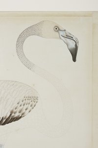 فلامنغو ، التفاصيل ، c.1780 (مرحاض غير شفاف على الورق) بواسطة المدرسة الهندية