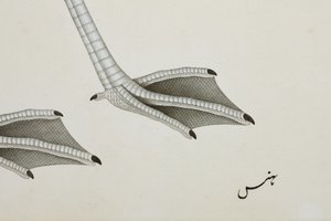فلامنغو ، التفاصيل ، c.1780 (مرحاض غير شفاف على الورق) بواسطة المدرسة الهندية