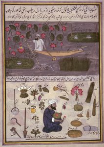 "ألبوم الصفقات الكشميرية" حوالي عام 1860 (ألوان مائية على ورق) بواسطة المدرسة الهندية