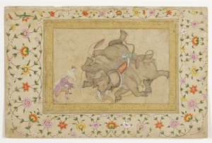 قتال الفيل ، مع حدود نبات الأرابيسك ، c.1610 (مرحاض غير شفاف وذهب على ورق) بواسطة المدرسة الهندية