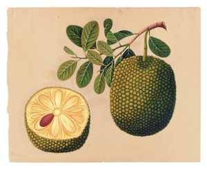 فاكهة وأوراق الدوريان ، c.1815 (مرحاض غير شفاف على الورق)