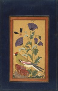 فينش ، الخشخاش ، اليعسوب ، والنحلة ، 1650-70 (مرحاض غير شفاف وذهب على ورق) بواسطة المدرسة الهندية
