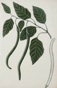 فاكهة وأوراق واحدة من Bignoniaceae ، 1785-89 (مرحاض غير شفاف على الورق) بواسطة المدرسة الهندية