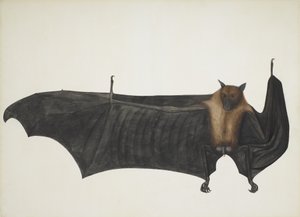الثعلب الطائر الهندي المعروف أيضًا باسم خفاش الفاكهة الهندي العظيم ؛ Pteropus Giganteus ، ج. 1800 (نقش ملون يدوي) بواسطة المدرسة الهندية