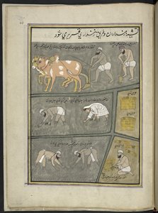 حراثة حفر؛ زرع الأرز حصاد،  86 رسماً مجلداً في مجلد يصور الحرف والمهن في كشمير ، يظهر الحرفيون في العمل بأدواتهم ومعداتهم ،  بواسطة فنان من كشمير ، ربما في سريناغار ، حوالي 1850-60 (gou بواسطة المدرسة الهندية
