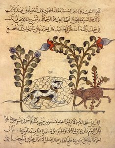  بواسطة المدرسة الهندية