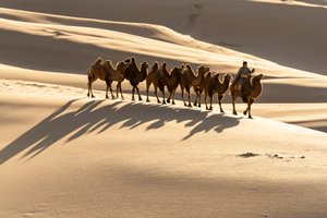 أحد الجمال يقود إبله البكتيرية على كثبان خونغورين إلس الرملية في جنوب ج...، 2018 (صورة فوتوغرافية)