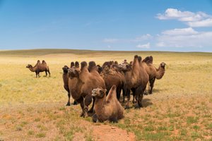 الإبل البكتيرية في صحراء جوبي الجنوبية في جنوب منغوليا، 2016 (الصورة) بواسطة ايرا بلوك