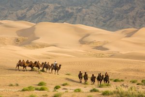 قافلة من الجمال البكتيرية في صحراء جنوب جوبي، منغوليا، 2013 (صورة) بواسطة ايرا بلوك