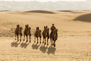 قافلة من الجمال البكتيرية في صحراء جنوب جوبي، منغوليا، 2013 (صورة) بواسطة ايرا بلوك