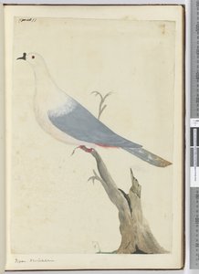 F.11 حمامة. كاليدونيا الجديدة ، 1772-75 (مرحاض) بواسطة إسحاق سميث