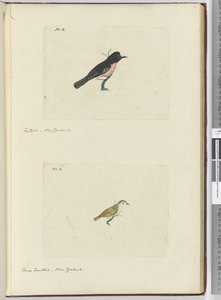 F.13 فانتايل. نيوزيلندا F.14 فانتيل صغير. نيوزيلندا ، 1772-75 (مرحاض) بواسطة إسحاق سميث