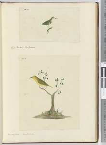 F.15 فانتيل صغير. نيوزيلندا F.16 طائر ساخر. نيوزيلندا ، 1772-75 (مرحاض) بواسطة إسحاق سميث