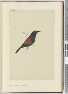 F.18 عصفور الماشية. الوقواق. نيوزيلندا ، 1772-75 (مرحاض) بواسطة إسحاق سميث