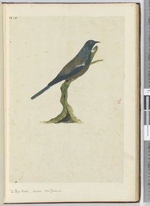 F.20 طائر الصويا ، الوقواق. نيوزيلندا ، 1772-75 (مرحاض) بواسطة إسحاق سميث