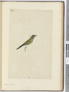 F.22 طائر ساخر ، 1772-75 (مرحاض) بواسطة إسحاق سميث