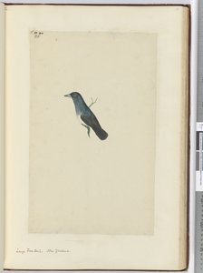 F.25 فانتايل كبير. نيوزيلندا ، 1772-75 (مرحاض) بواسطة إسحاق سميث