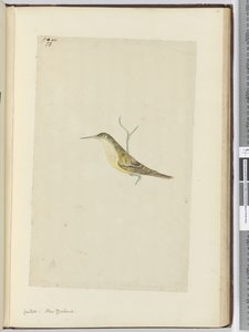 F.28 الوقواق. نيوزيلندا ، 1772-75 (مرحاض) بواسطة إسحاق سميث